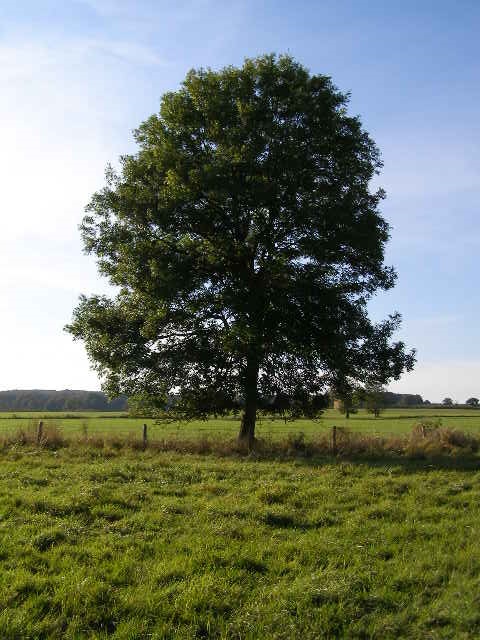 Shevan Tree A Brief History of Tu B'Shevat - Crescent City Jewish News Crescent ...